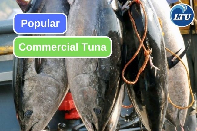 Discovering Commonly Enjoyed Tuna Worldwide